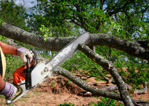 Reliable Ellsworth, ME Tree Services Solutions